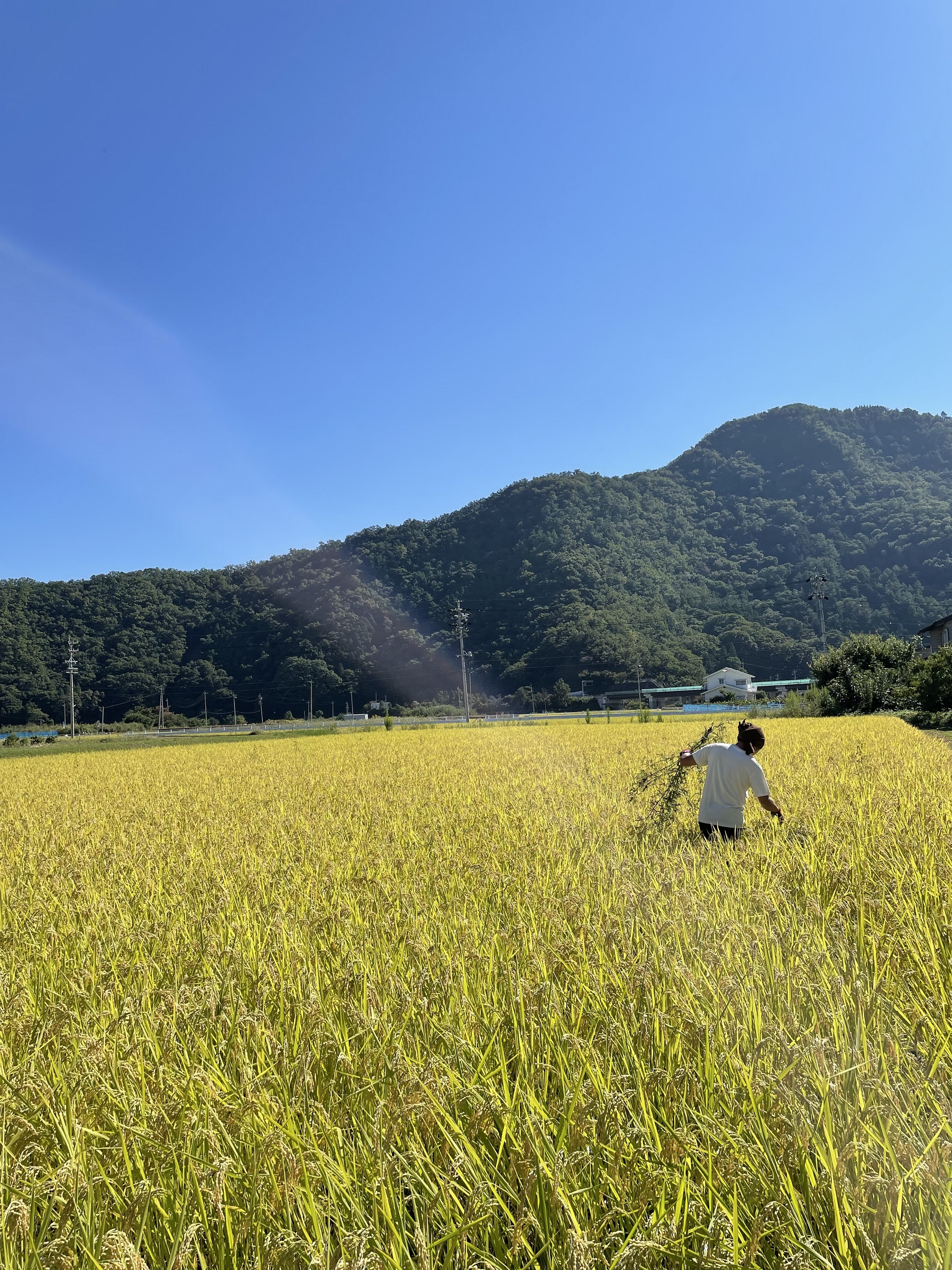 自然栽培 農薬化学肥料不使用 R4年度米愛媛県産ヒノヒカリ稲架掛け